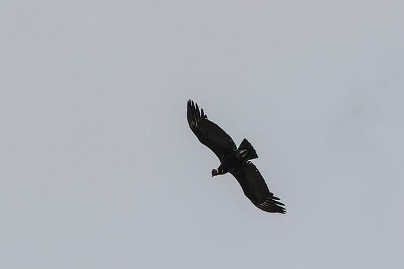 Andean Condor KAC8511