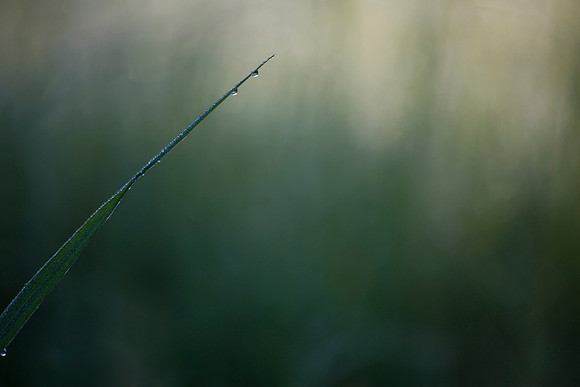 Summer Grasses KAC2768