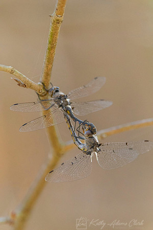 Four-spotted skimmer KAC1837