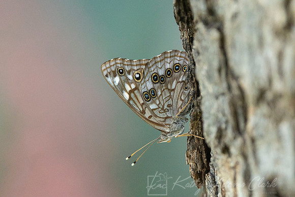 Hackberry emperor KAC0564