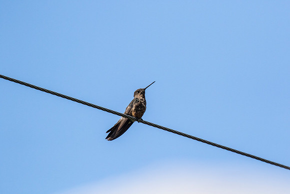 Giant hummingbird KAC8773