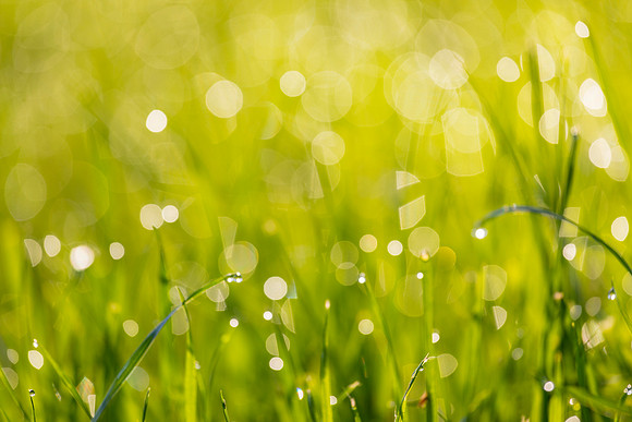 Grass Morning Spring KAC0587