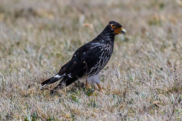 Carunculated caracara KAC8633