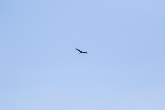 Andean Condor KAC8385