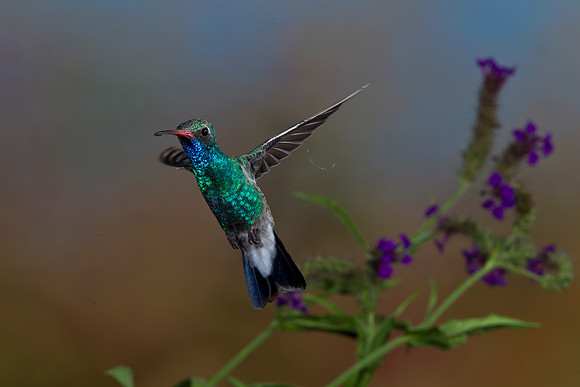 Broad-billed Hummingbird KAC2609