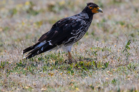 Carunculated caracara KAC8601