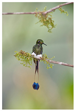 Booted racket-tail hummingbird KAC 7342