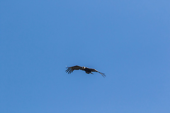 Andean Condor KAC8492