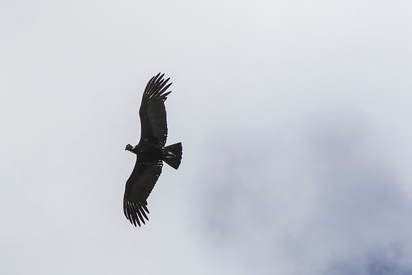 Andean Condor KAC8502