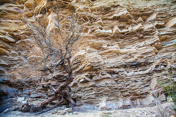 Tree at Hot Springs KAC8427