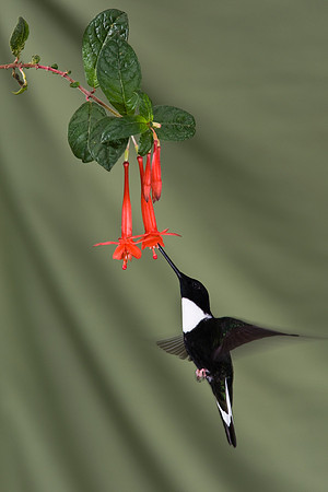 Collared inca hummingbird KAC5712