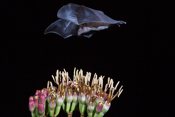 Mexican Long-tongued Bat KAC8897