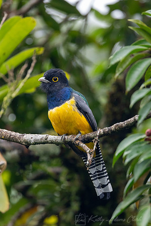 Gartered trogon KAC6347