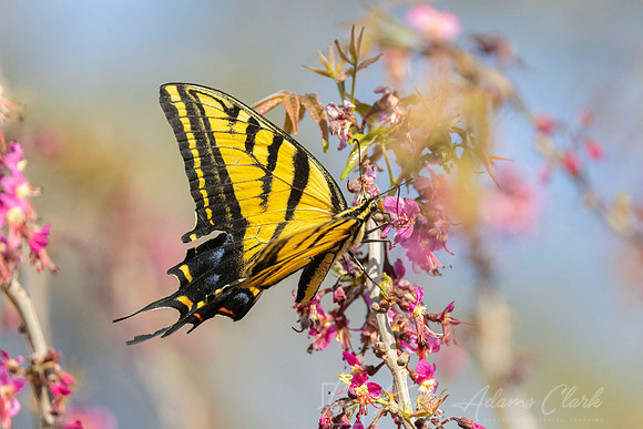 Two-tailed swallowtail KAC2558