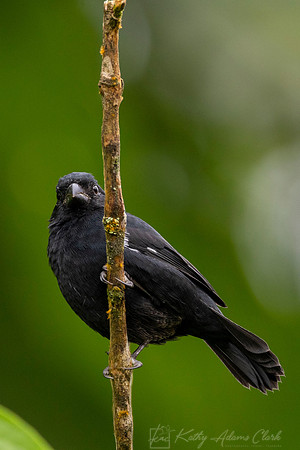 Variable seed-eater KAC3458