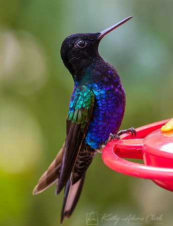Velvet-purple coronet hummingbird KAC9310