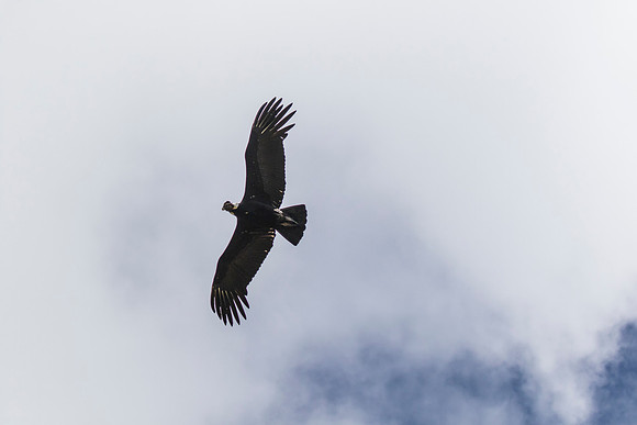 Andean Condor KAC8501