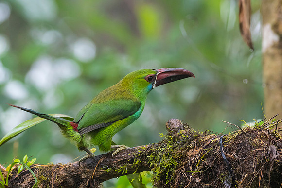 Crimson-rumped toucanet KAC9711