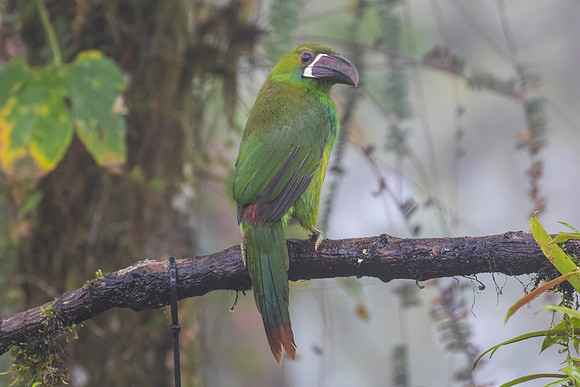 Crimson-rumped toucanet KAC9730