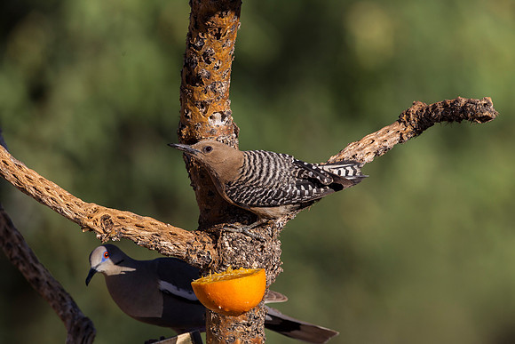 Gila woodpecker KAC8847