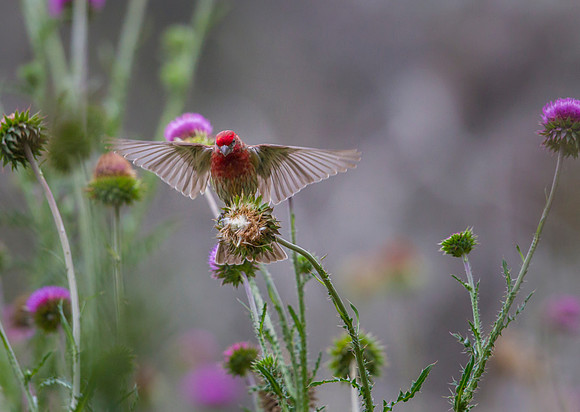 House finch KAC6854