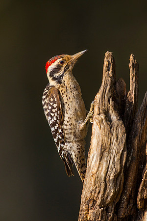 Ladder-backed woodpecker KAC7099