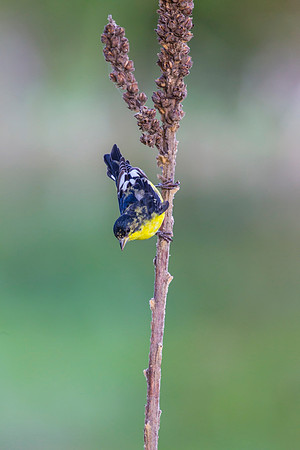 Lesser goldfinch KAC6561