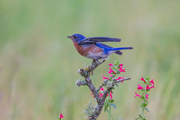 Eastern bluebird KAC6744