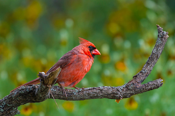 Northern cardinal KAC7043