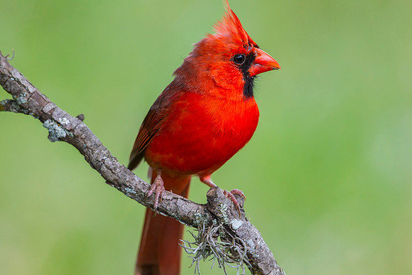 Northern cardinal KAC6686