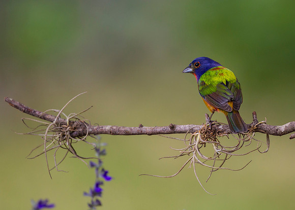Painted bunting KAC7299