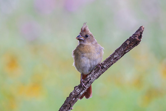 Northern cardinal KAC7023