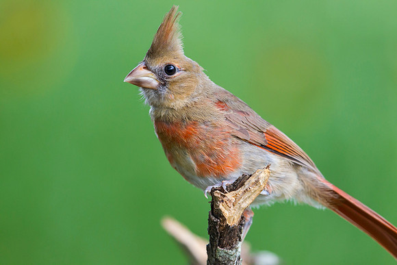 Northern cardinal KAC6771