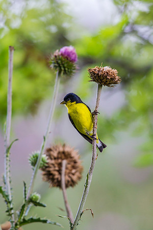 Lesser goldfinch KAC6624