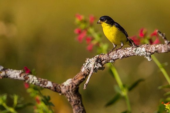 Lesser goldfinch KAC7213