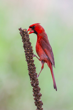 Northern cardinal KAC6679