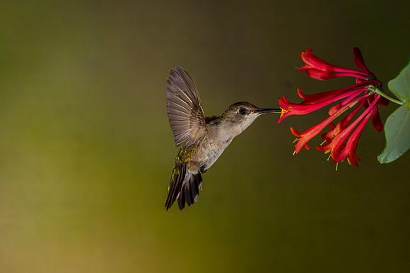 Black-chinned hummingbird KAC6903