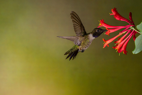Black-chinned hummingbird KAC6912