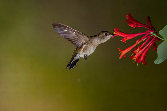 Black-chinned hummingbird KAC6909
