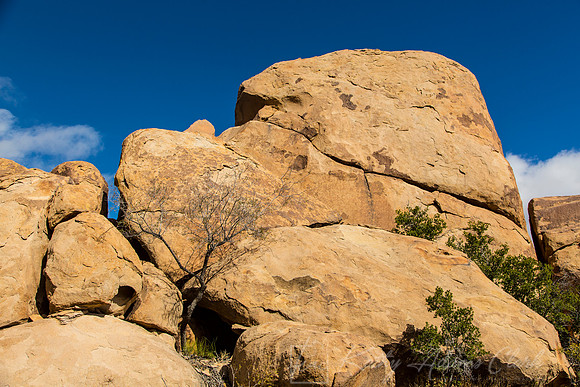Grapevine Hills Big Bend KAC0112