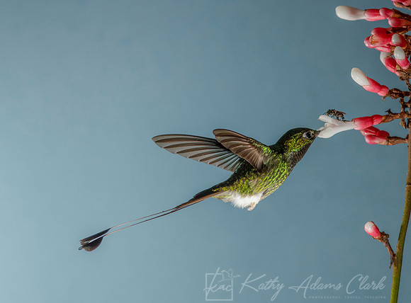 Booted racket-tail hummingbird KAC9283