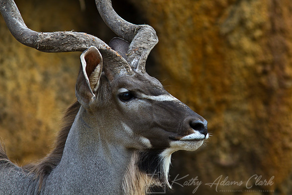 Greater kudu KAC9111