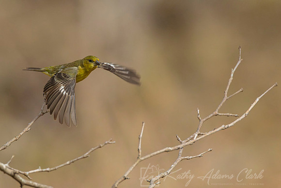 Lesser goldfinch KAC1268-Enhanced-NR