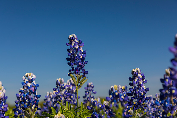 Texas Bluebonnet KAC0855