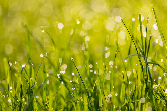 Grass Morning Spring KAC0591