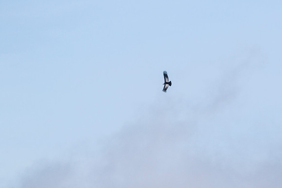 Andean Condor KAC8378