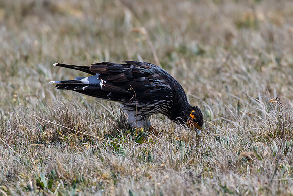 Carunculated caracara KAC8629