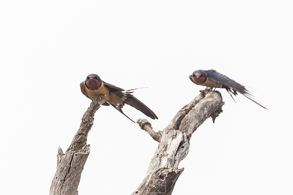 Barn swallow KAC7200-Enhanced-NR