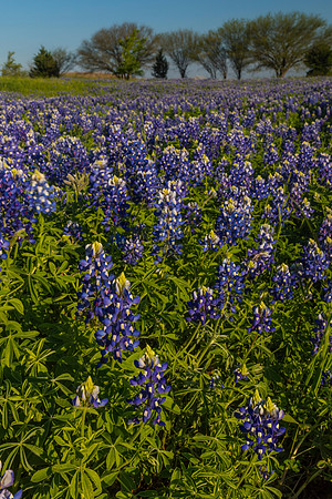 Texas Bluebonnet KAC0829