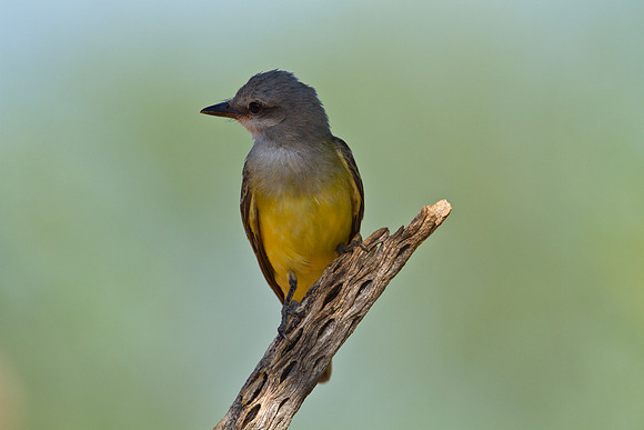 Western kingbird KAC1483